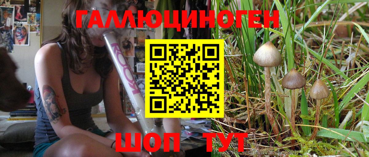Псилоцибиновые грибы GOLDEN TEACHER  Псилоцибиновые грибы Psilocybe  Апрелевка  Вход с VPN 